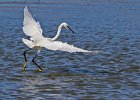 Reier op jagtog  Kleinwitreier - Little Egret   Dikwels langs rotsagtige kuste, riviermondings en varswater plekke : frieda